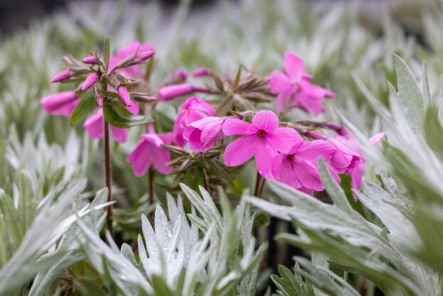 Phlox stolonifera 'Home Fires'