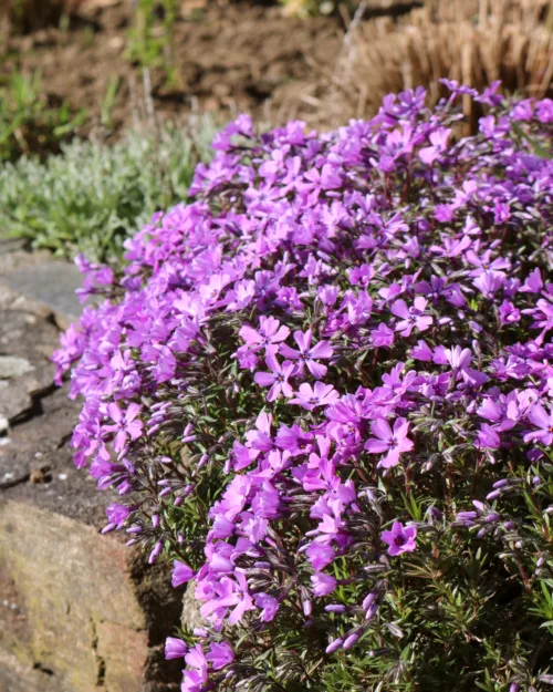 Polster-Phlox 'Purple Beauty', Phlox subulata