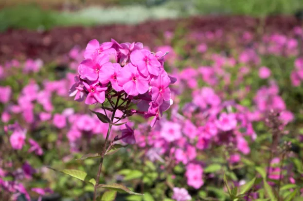 Phlox 'Minnehaha', Flammenblume