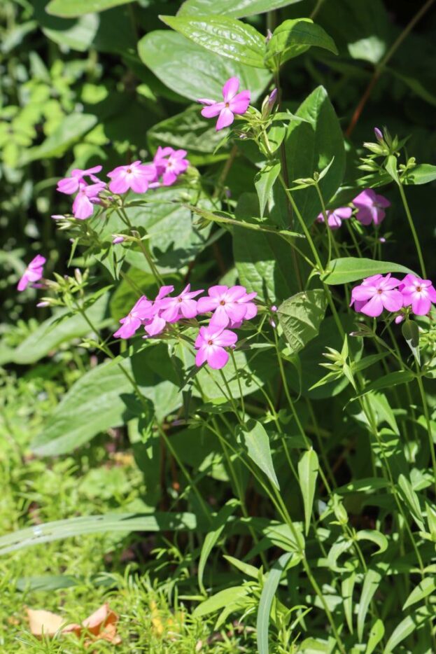 Phlox glaberrima 'Forever Pink', Vorsommer-Aster