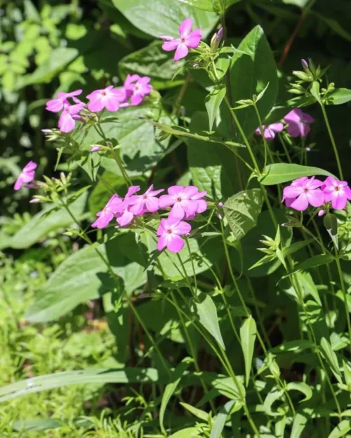 Phlox glaberrima 'Forever Pink', Vorsommer-Aster