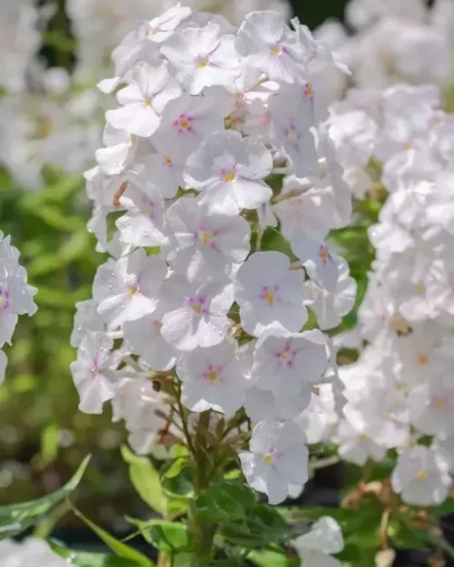 Phlox paniculata 'Anne', Hohe Flammenblume 'Anne'