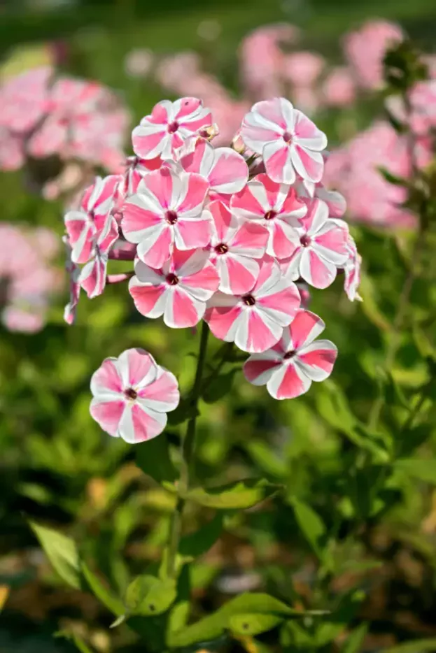 Phlox paniculata 'Peppermint Twist', Hohe Flammenblume