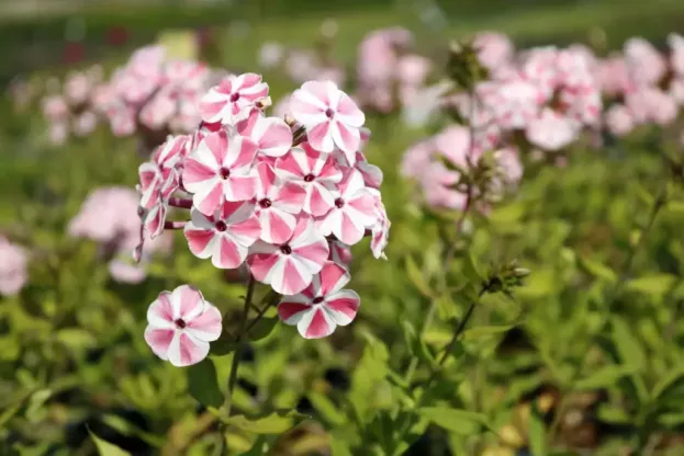 Phlox paniculata 'Peppermint Twist', Hohe Flammenblume