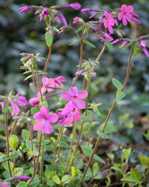 Phlox stolonifera 'Home Fires', Teppich-Phlox