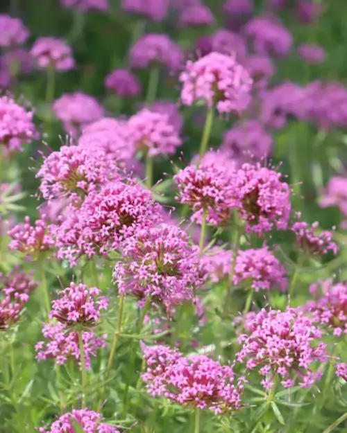 Phuopsis stylosa, Rosen-Waldmeister