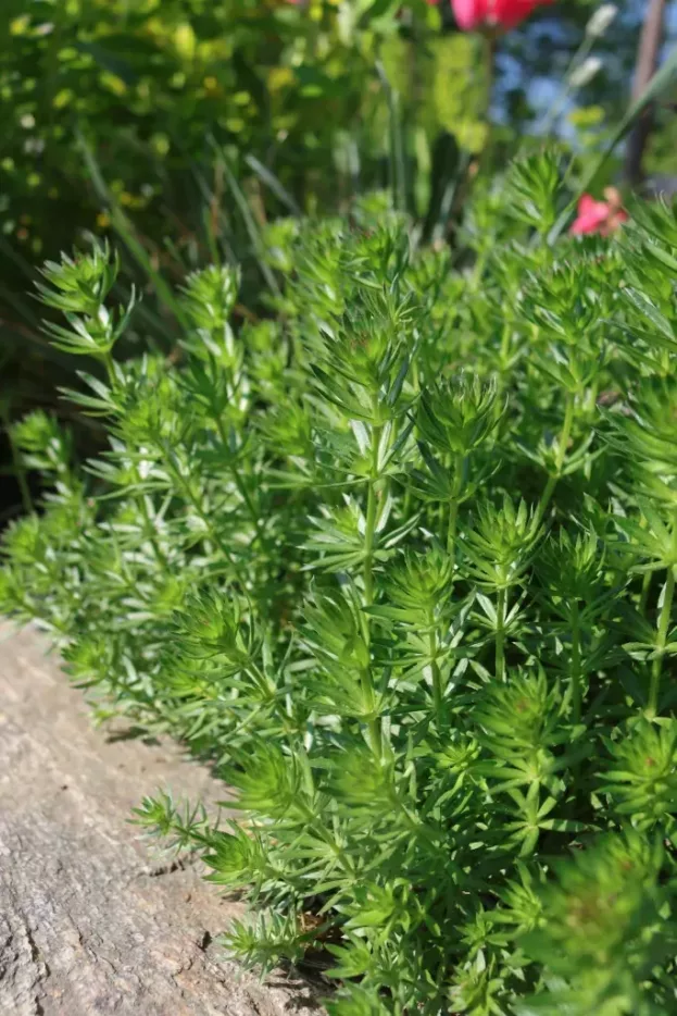 Phuopsis stylosa - Rosenwaldmeister