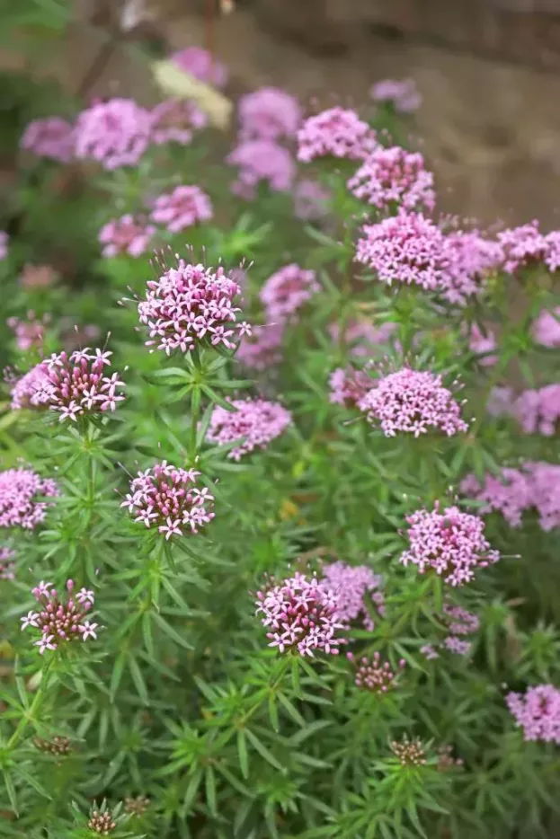 Phuopsis stylosa, Rosenwaldmeister