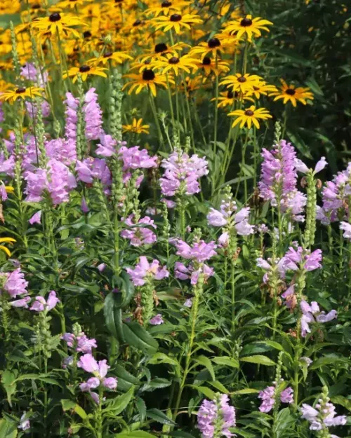 Physostegia virginiana, Gelenkblume