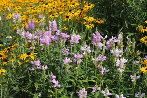 Physostegia virginiana, Gelenkblume