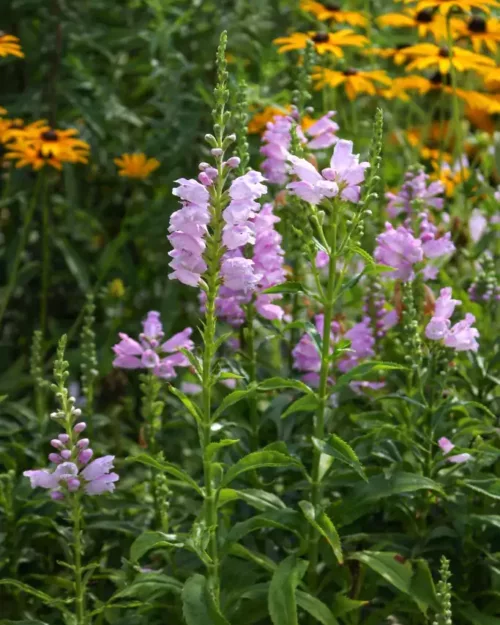 Physostegia virginiana, Gelenkblume