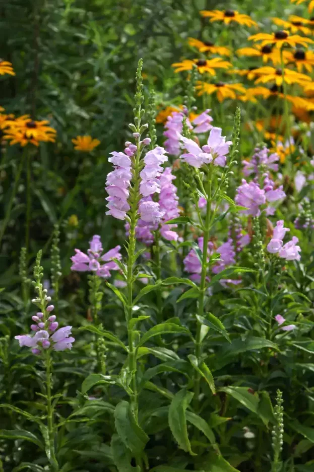 Physostegia virginiana, Gelenkblume