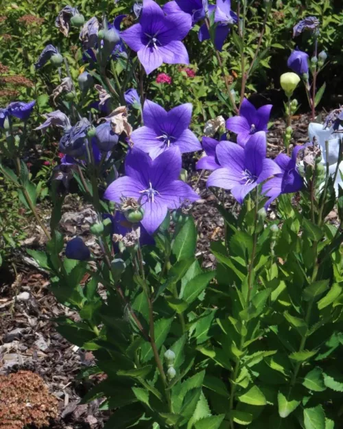 Platycodon grandiflorus, Ballonblume