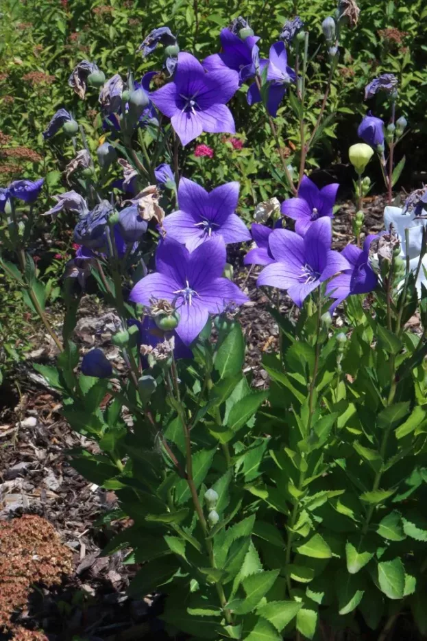 Platycodon grandiflorus, Ballonblume