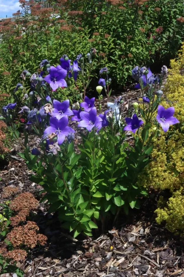 Platycodon grandiflorus, Ballonblume