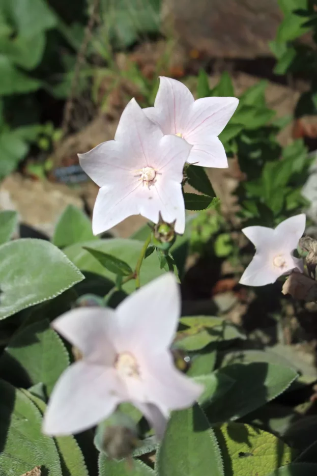 Platycodon grandiflorus 'Fuji Pink', Ballonblume