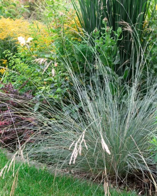 Poa labillardieri 'Glauca', Australisches Rispengras