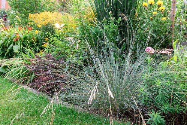 Poa labillardieri 'Glauca', Australisches Rispengras