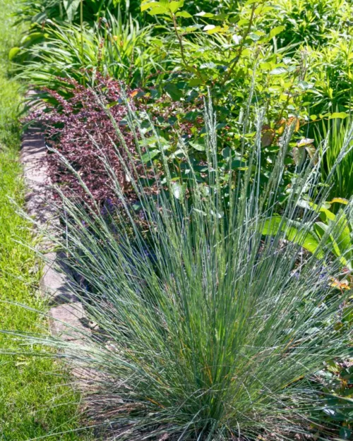 Poa labillardieri 'Glauca', Australisches Rispengras