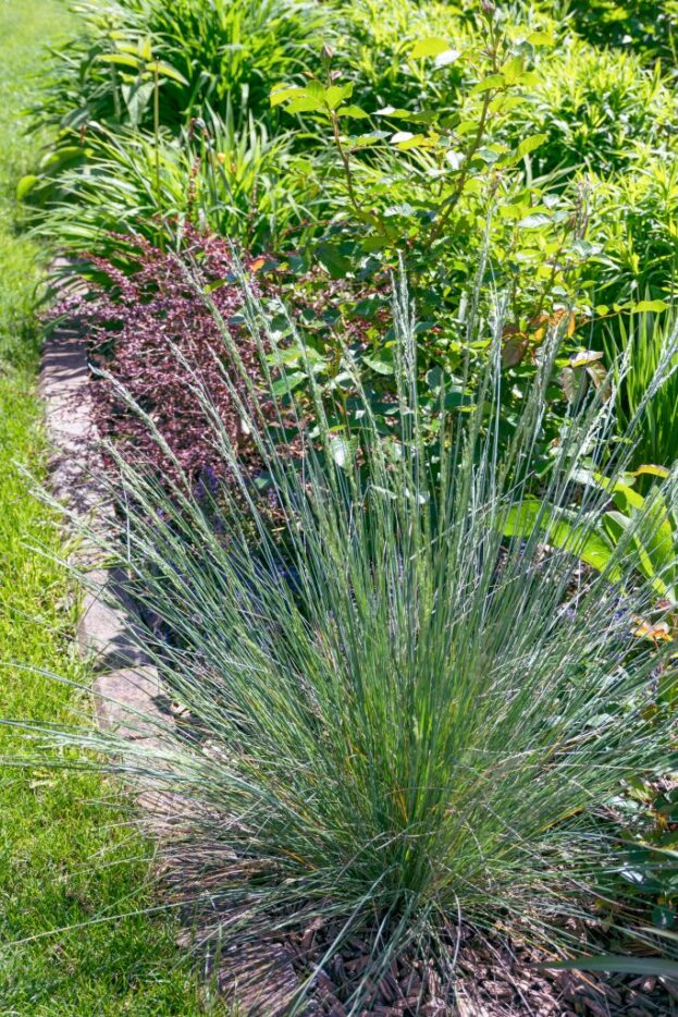 Poa labillardieri 'Glauca', Australisches Rispengras
