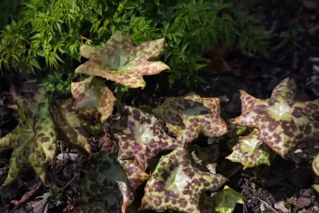 Podophyllum 'Spotty Dotty', Maiapfel, Fußblatt
