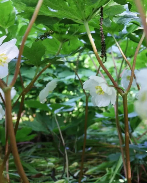 Podophyllum peltatum, Maiapfel, Fußblatt