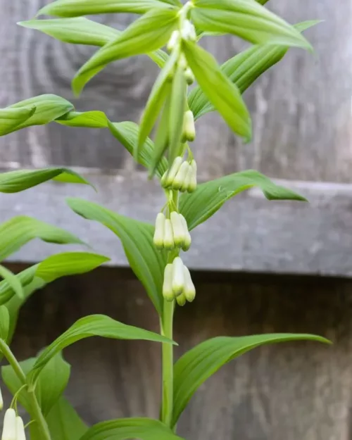 Polygonatum 'Weihenstephan', Garten-Salomonsiegel