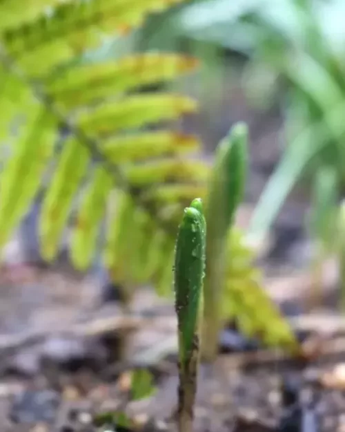 Polygonatum humile, Zwerg-Salomonsiegel