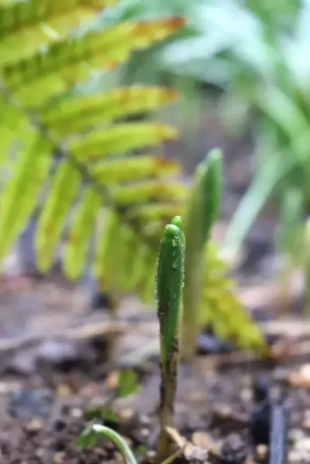 Polygonatum humile, Zwerg-Salomonsiegel