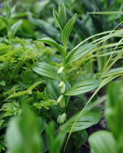 Polygonatum humile, Zwerg-Salomonsiegel