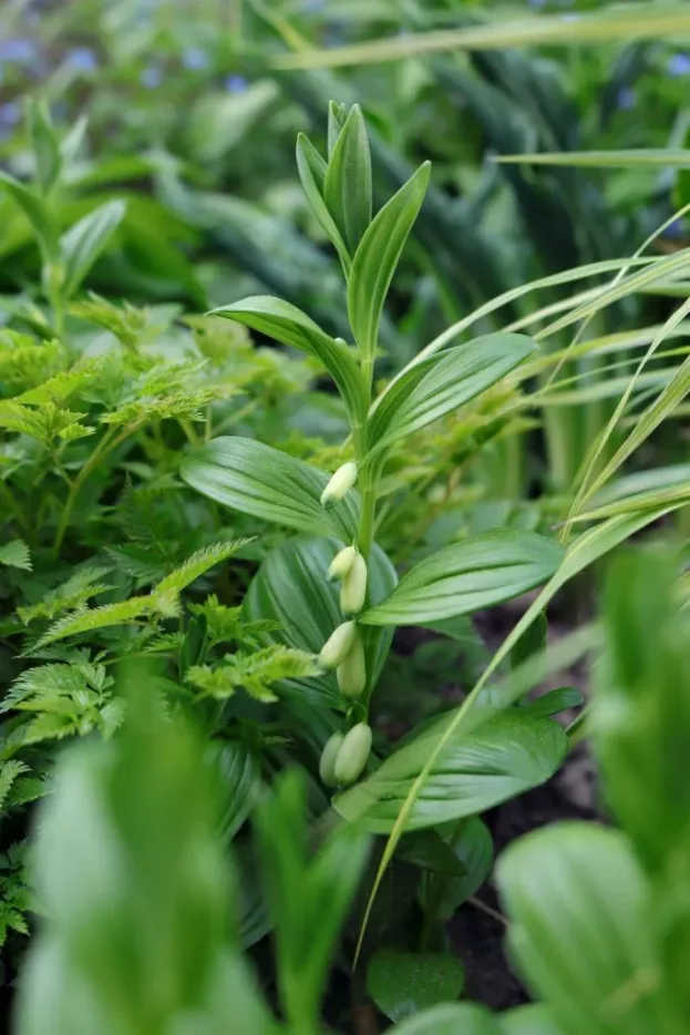 Polygonatum humile, Zwerg-Salomonsiegel