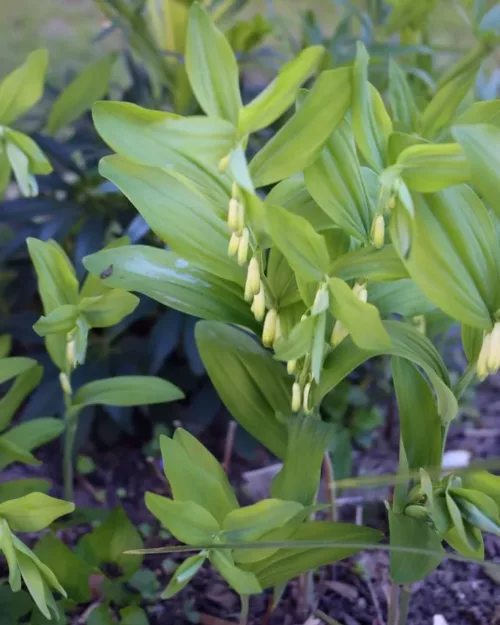 Polygonatum odoratum, Echtes Salomonsiegel