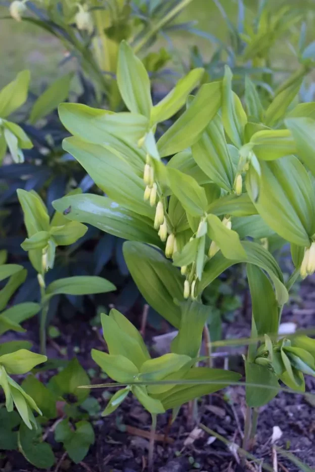 Polygonatum odoratum, Echtes Salomonsiegel