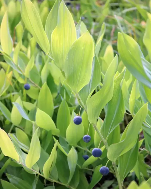 Polygonatum odoratum, Duft-Salomonssiegel