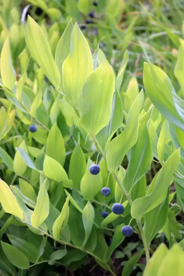 Polygonatum odoratum, Duft-Salomonssiegel
