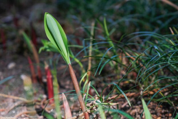 Polygonatum odoratum, Echtes Salomonsiegel