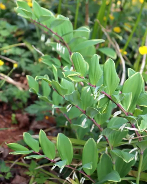 Polygonatum odoratum var. pluriflorum 'Variegatum', Salomonsiegel