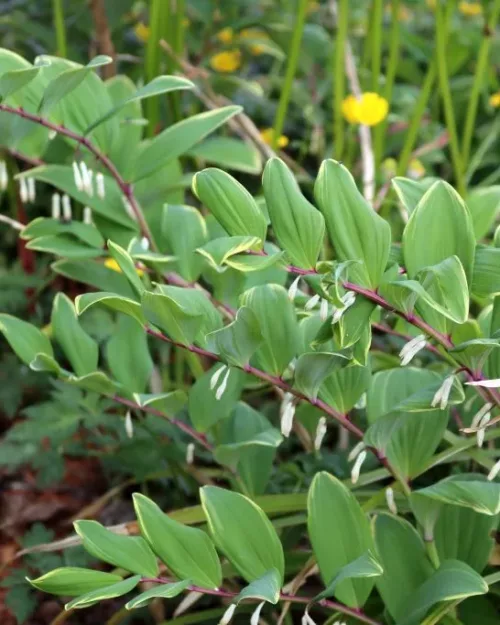 Polygonatum odoratum var. pluriflorum 'Variegatum', Salomonsiegel