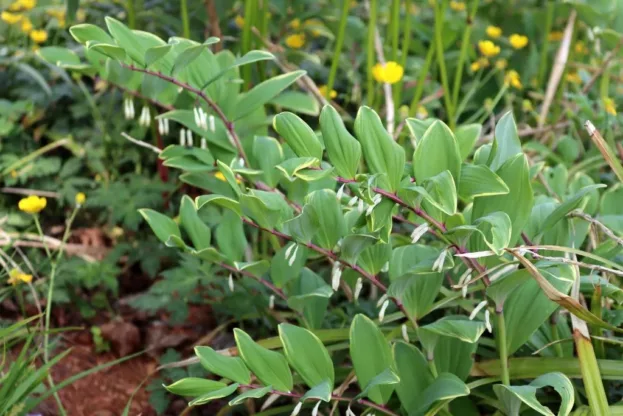 Polygonatum odoratum var. pluriflorum 'Variegatum', Salomonsiegel