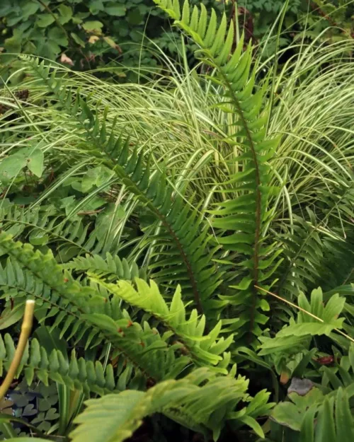 Polystichum munitum, Schildfarn