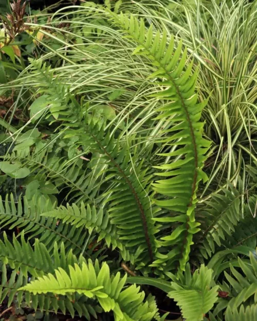 Polystichum munitum, Schildfarn