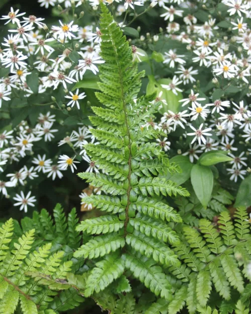 Japanischer Glanz-Schildfarn, Polystichum polyblepharum