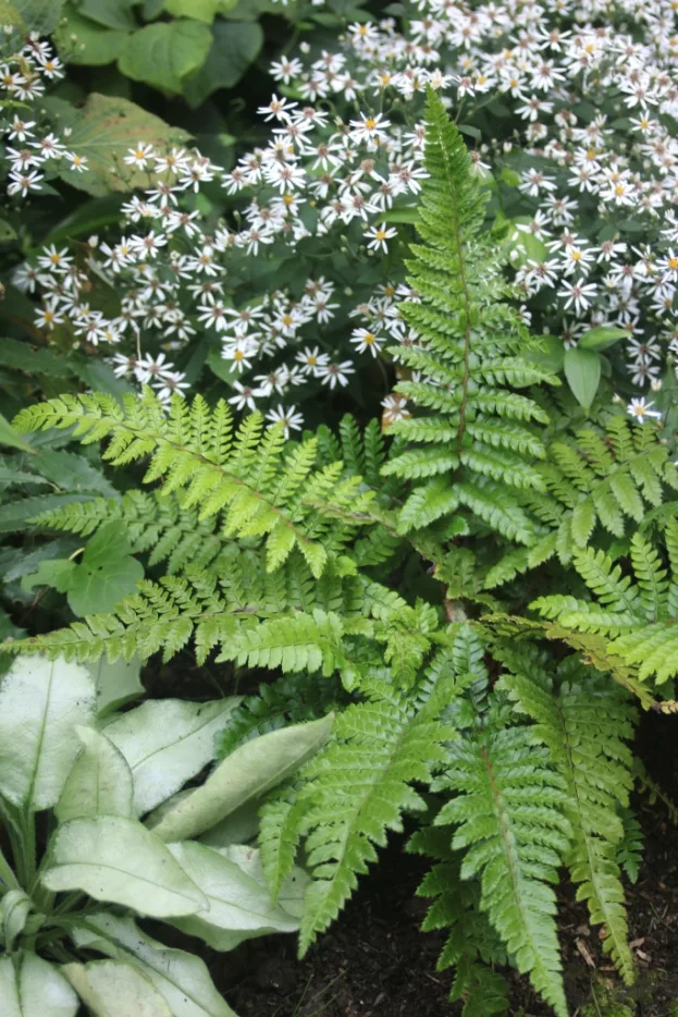 Japanischer Glanz-Schildfarn, Polystichum polyblepharum