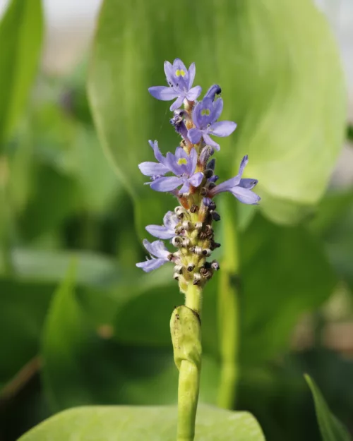 Hechtkraut, Pontederia cordata