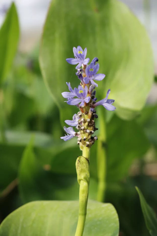 Hechtkraut, Pontederia cordata