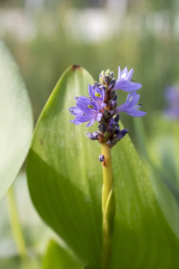 Hechtkraut, Pontederia cordata