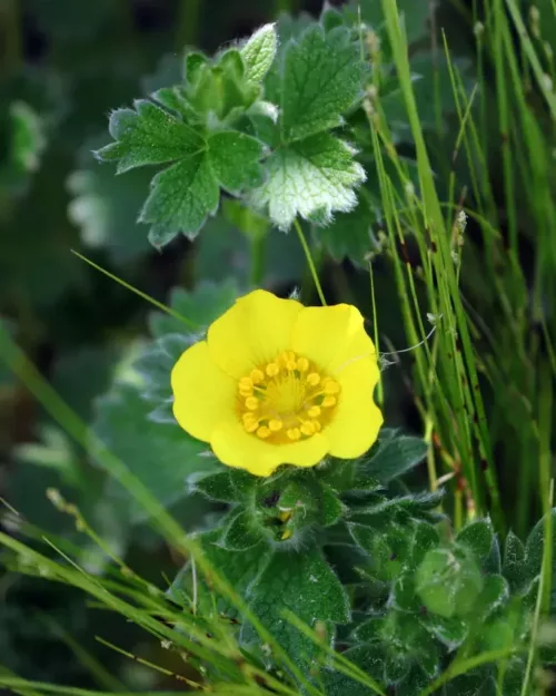Potentilla megalantha - Großblütiges Fingerkraut