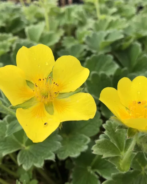 Potentilla megalantha - Großblütiges Fingerkraut