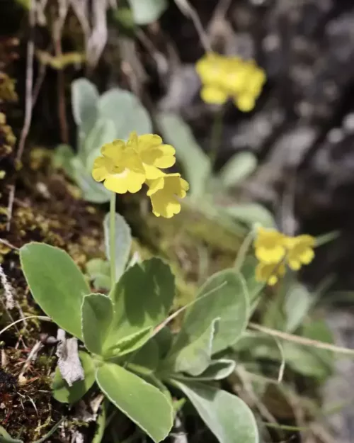 Primula auricula, Alpen-Aurikel