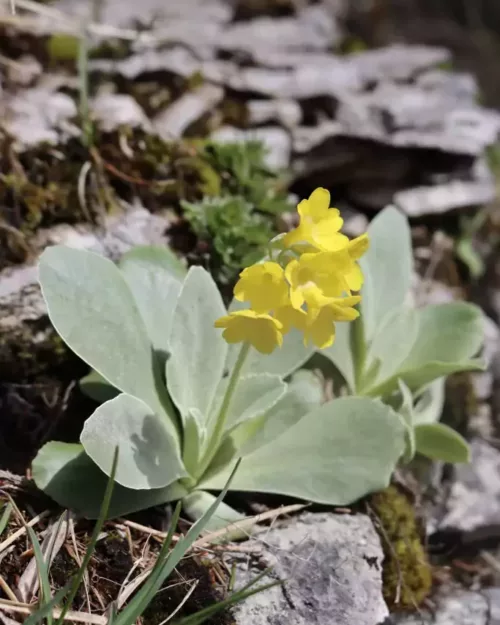 Primula auricula, Alpen-Aurikel